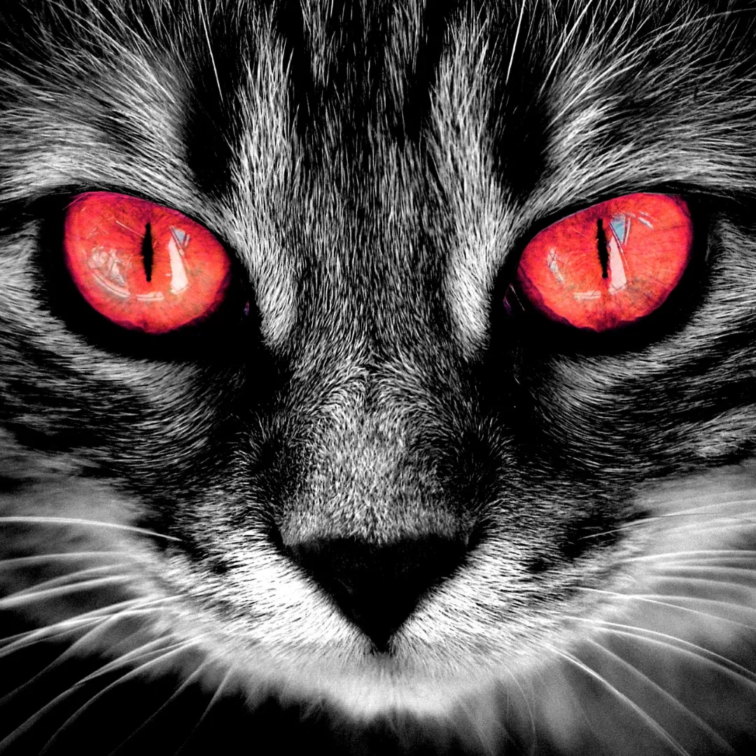 English Vibe & Verbs