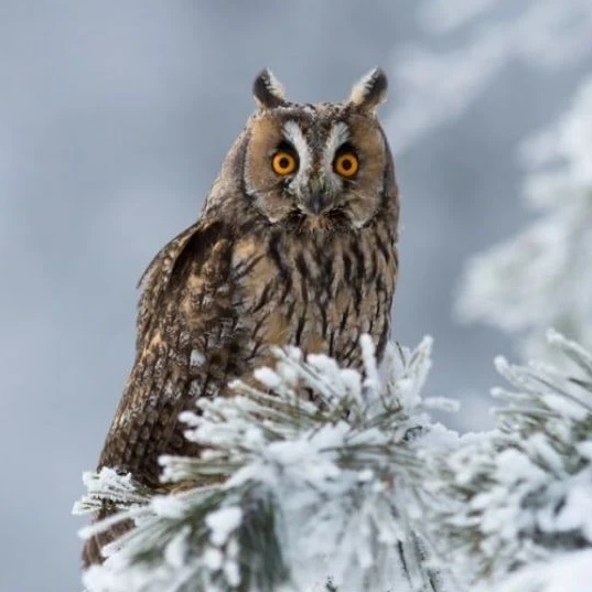 Птицы | Животные