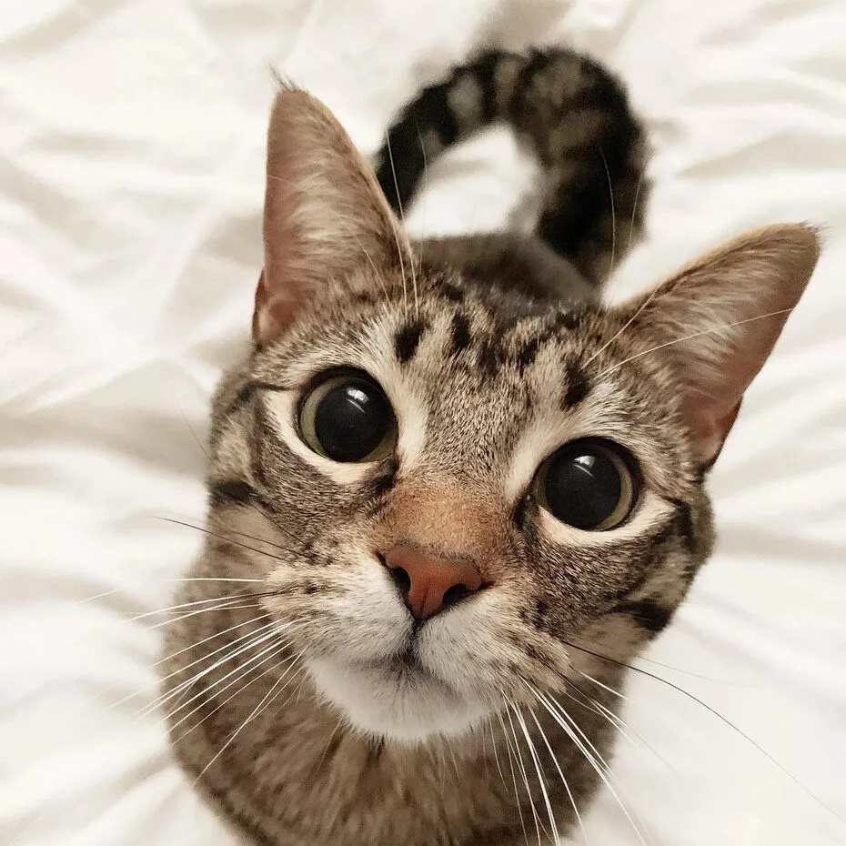 Животные|Юмор|Видео