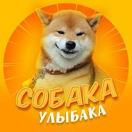 Собака-улыбака | Собаки Юмор Животные