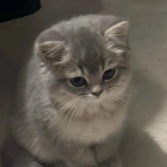 Мод на тикток