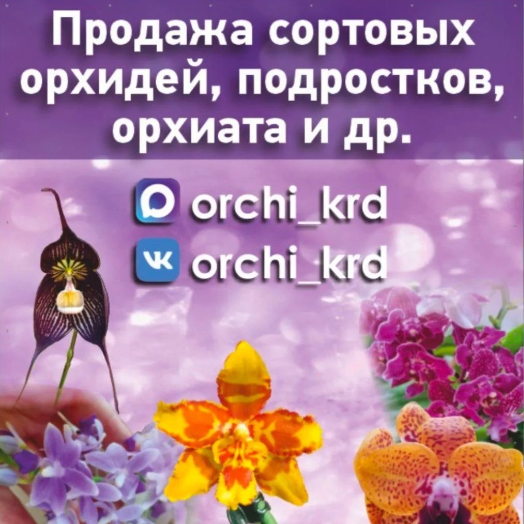 Продажа сортовых орхидей, подростков, орхиаты и т.д.