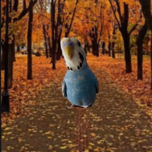 Жopкa🍁🦜