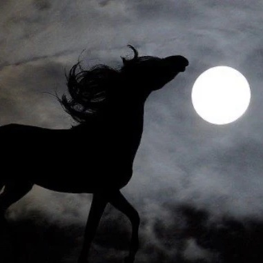 🐴🖤equestrian_vibe🖤🐴